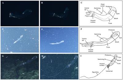 First record of a live adult heteropod Firoloida desmarestia in the Red Sea